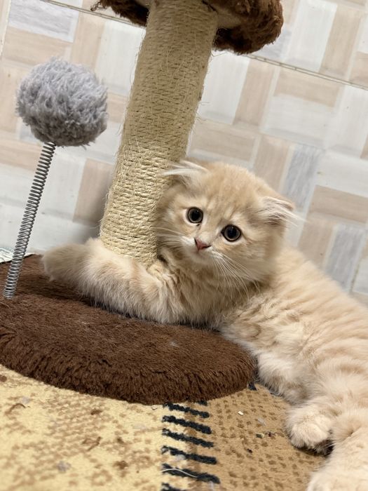 Продаются котата скотиш фолд