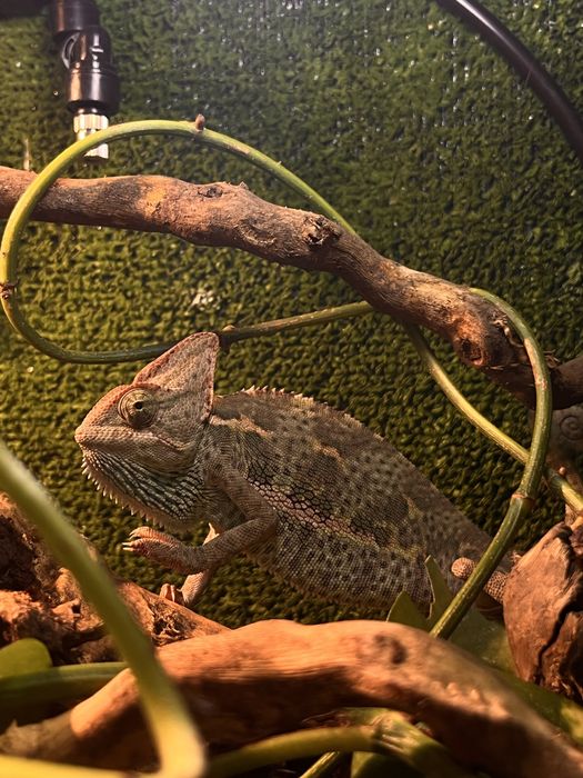 Vand terariu complet + cameleon