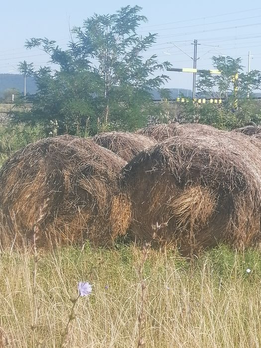Baloți rotunzi lucernă