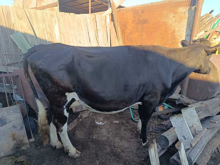 Продам корову дойную