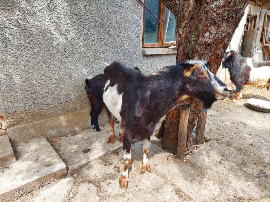 De vanzare doi țapi