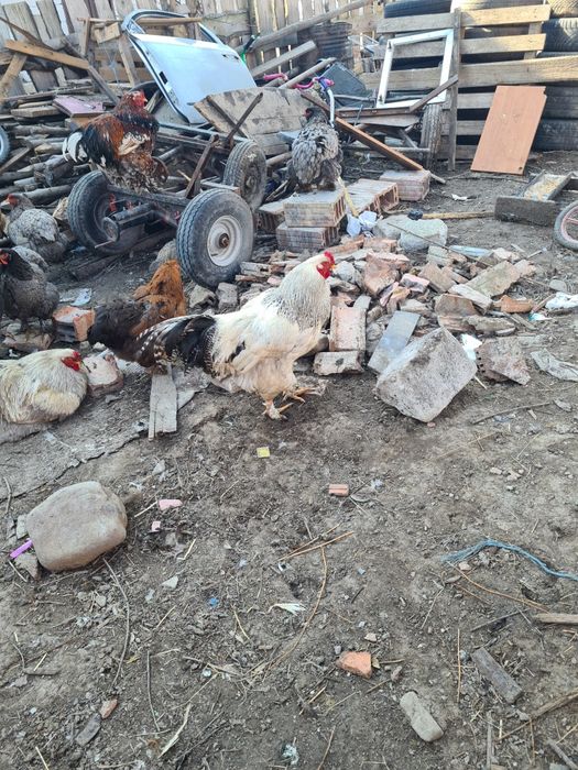 Cocoși braham tineri de anu trecut.