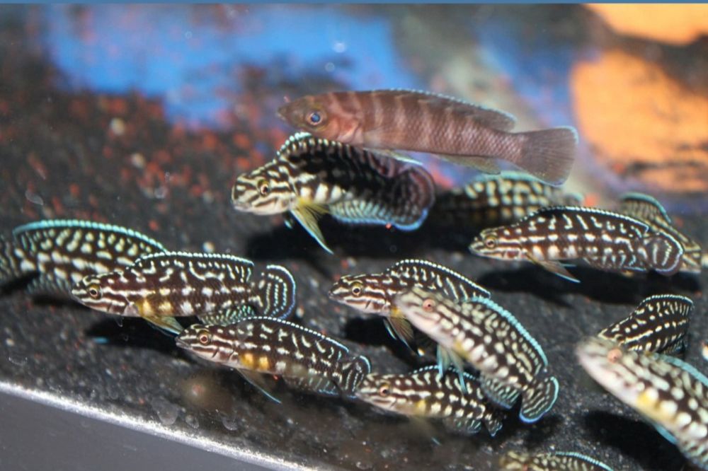Julidochromis Marlieri