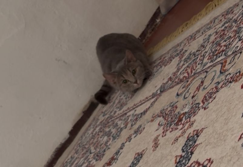 Отдам кошку в хорошие руки