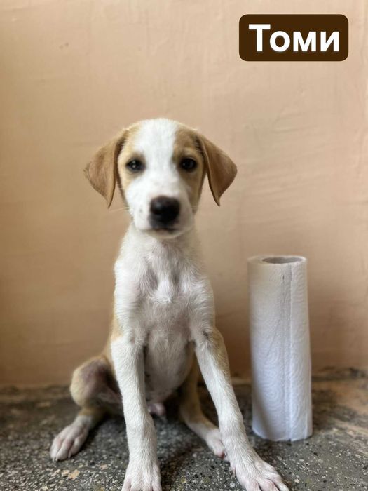 Намерени кученца търсят своя нов дом!