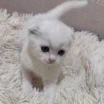 Шотландский котёнок девочка