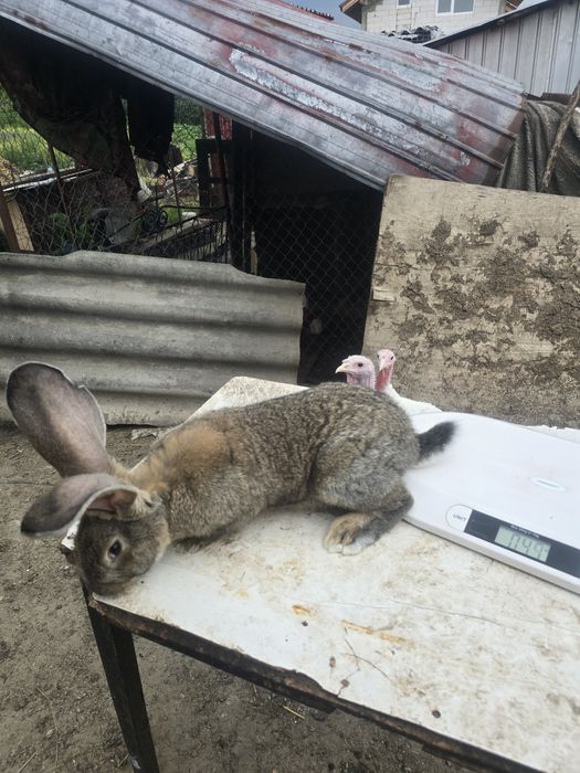 Iepuri Uriaș german