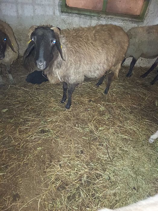 Vând oi fătate cu miei