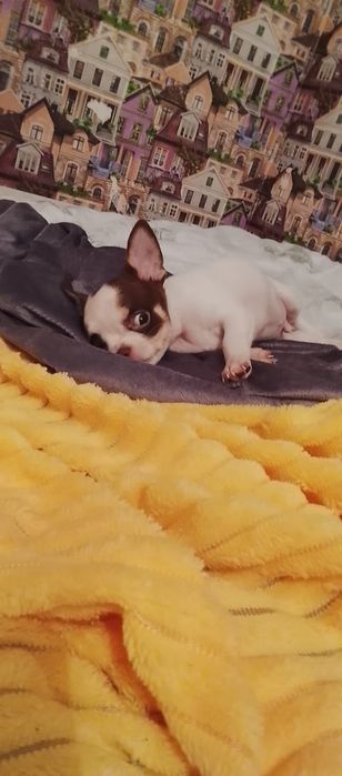 Продаются мальчишка чихуахуа 2 месяца!от очень породных род-ей