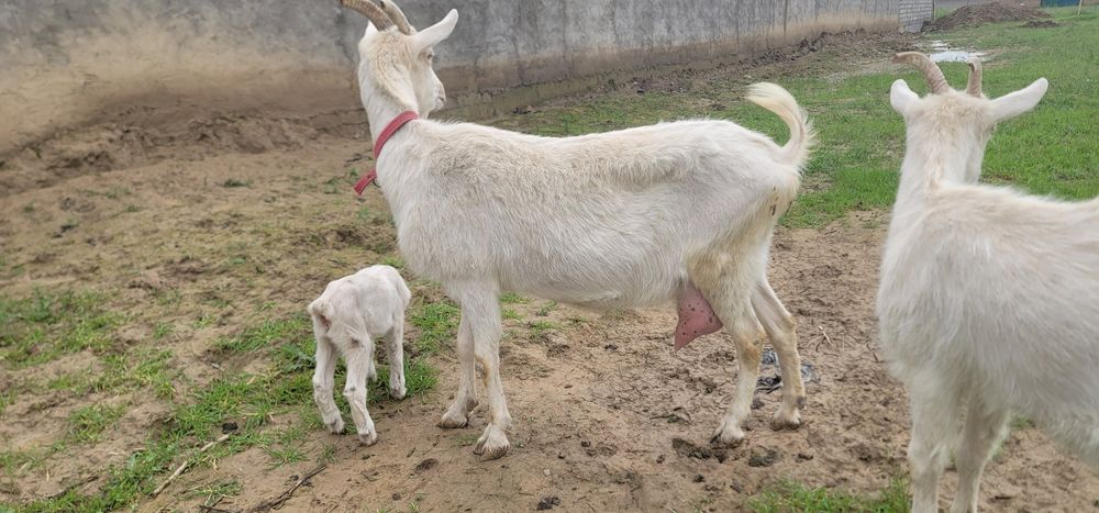 Тозза Zanen сутга!