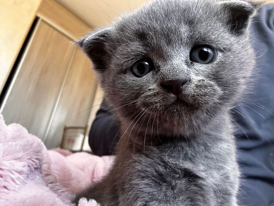 Продам котят шатлански британски