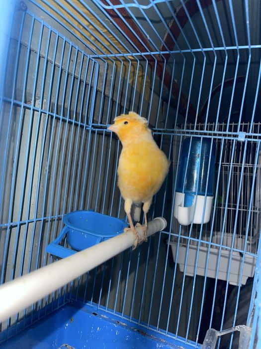 Kanareyka nar moda para