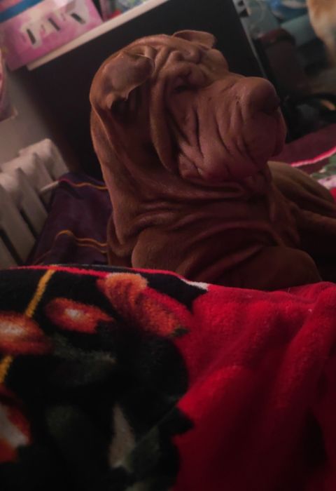 Продам щенка девочку шарпей