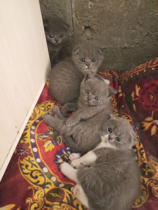 Продаются котята