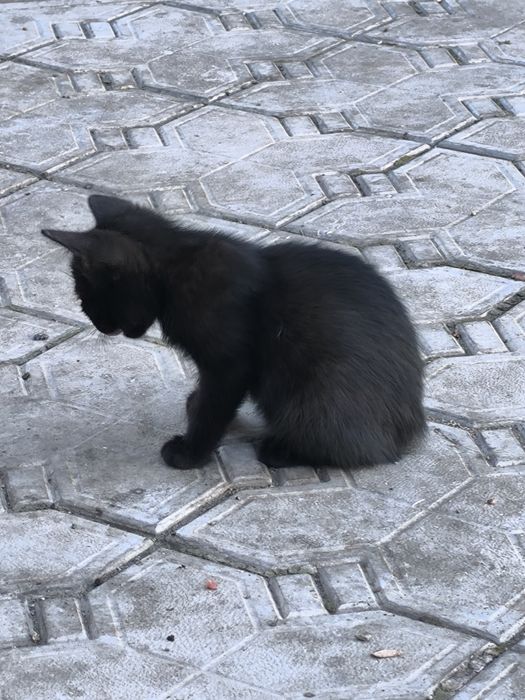 Котят в добрые руки