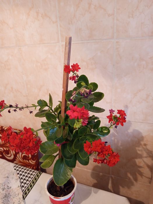 Продам каланхоэ цветущий за 2500 тенге