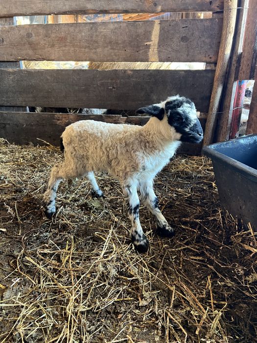 Disponibila mieluță din 2