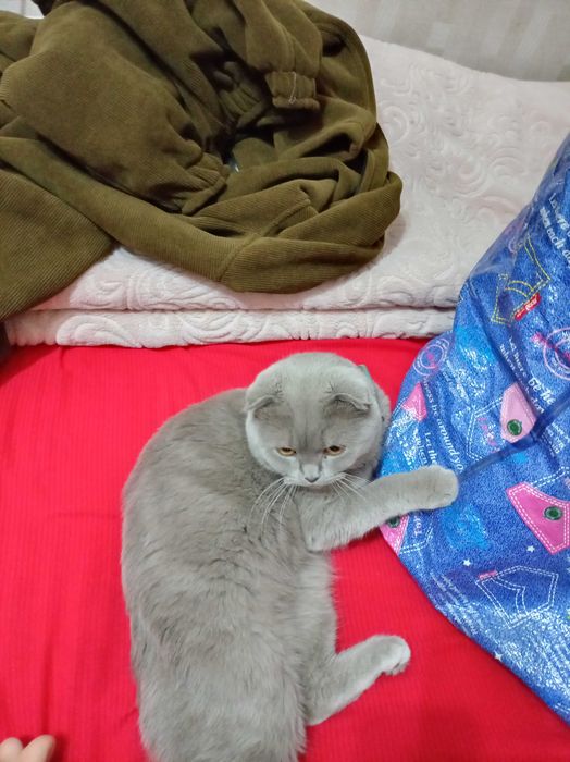 Srochna sotiladiZotdor mushuk scotsh fold