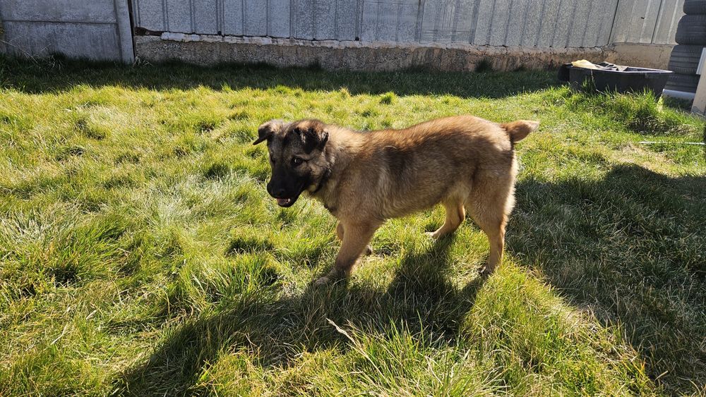 Това прекрасно момче търси дом