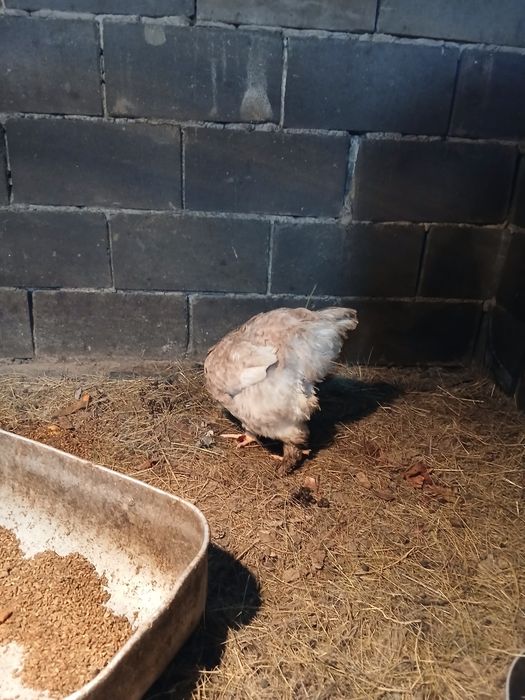 Продам кур породы брама