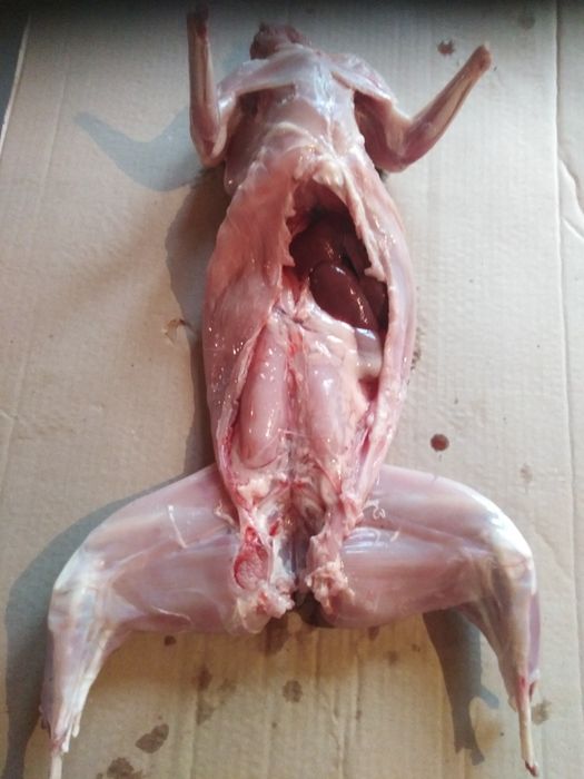 Продам мясо кролика