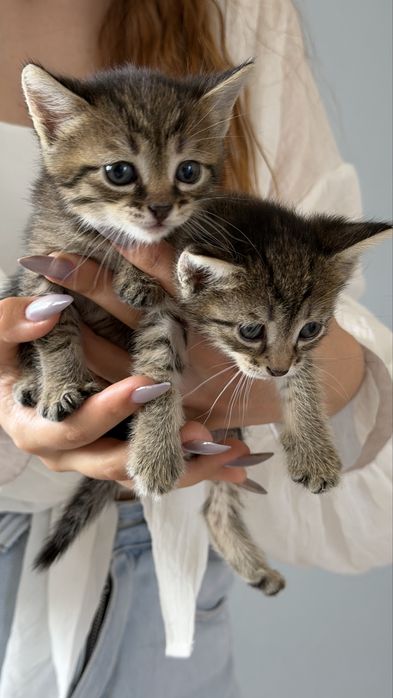 Котята бесплатно