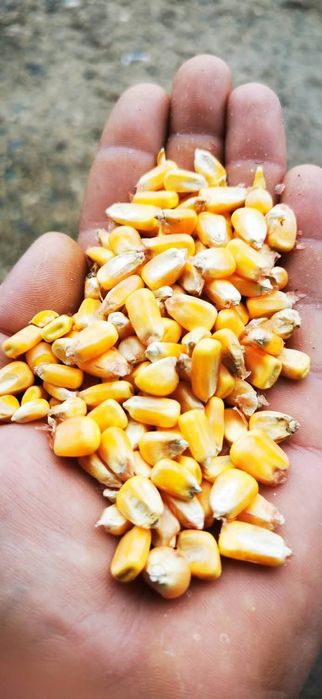 Продавам Царевица