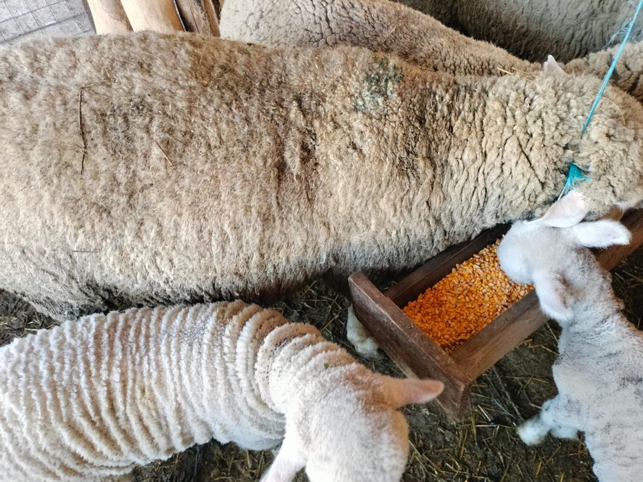 Vand Oi Merinos cu miei