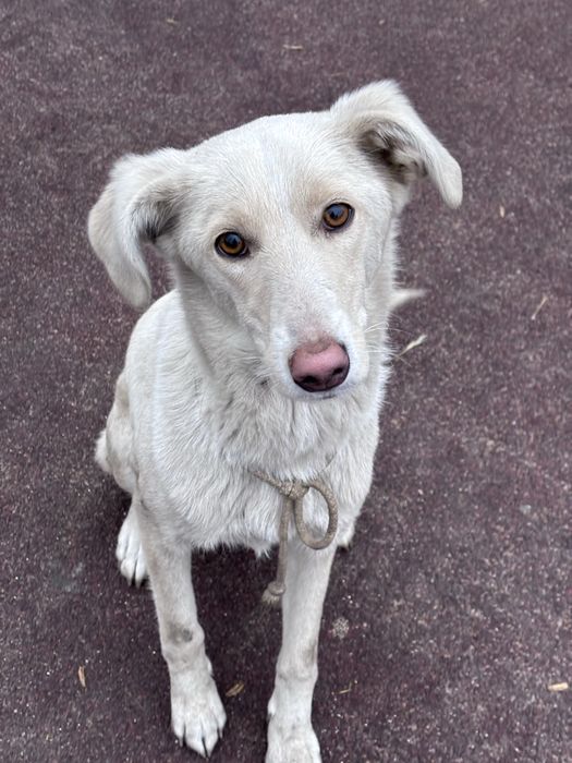 Собака в добрые руки