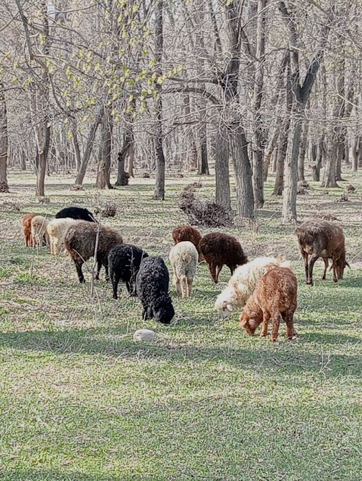 Козылы койлар сатылады