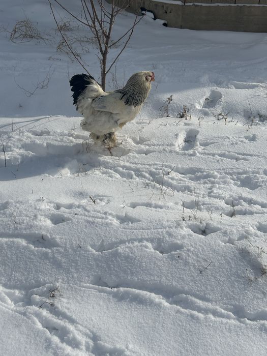 Кептерлер сатылады
