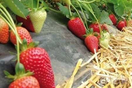 Продавам сорени целогодишни ягоди сорт Селва и Остара