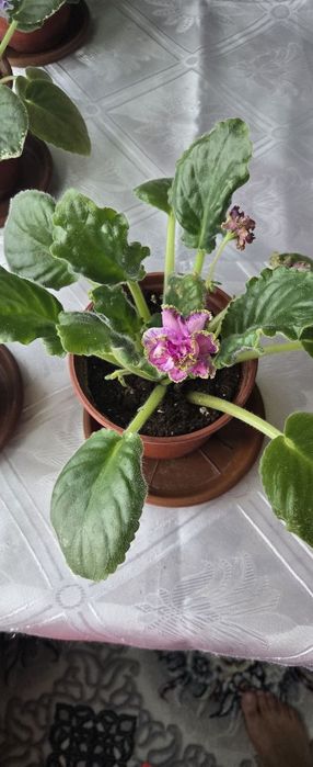 Xonaki gullar sotiladi