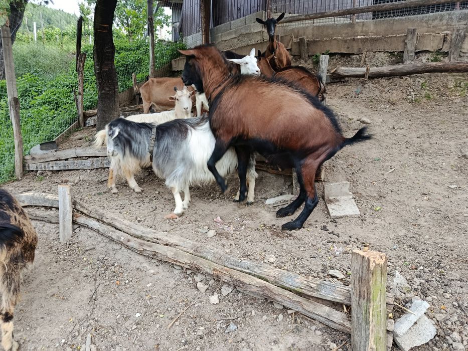 Țap Alpin Francez