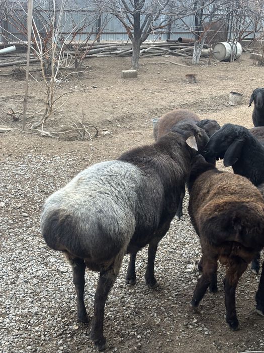 Кошкар сатыладыы