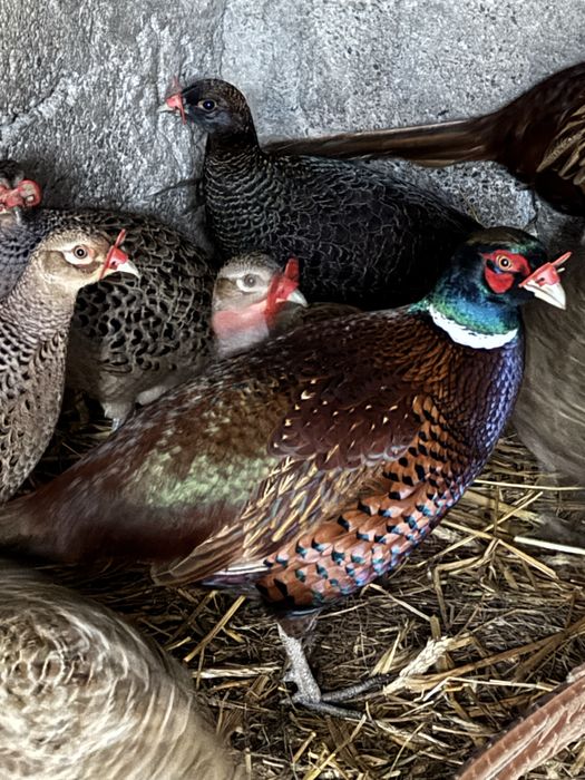 Fazani comuni si tenebros