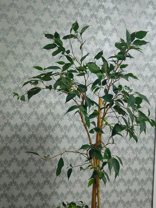 Цветы и Растения