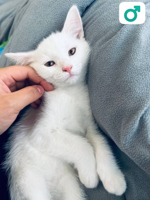 Yalangoch qishloq ayolining surati