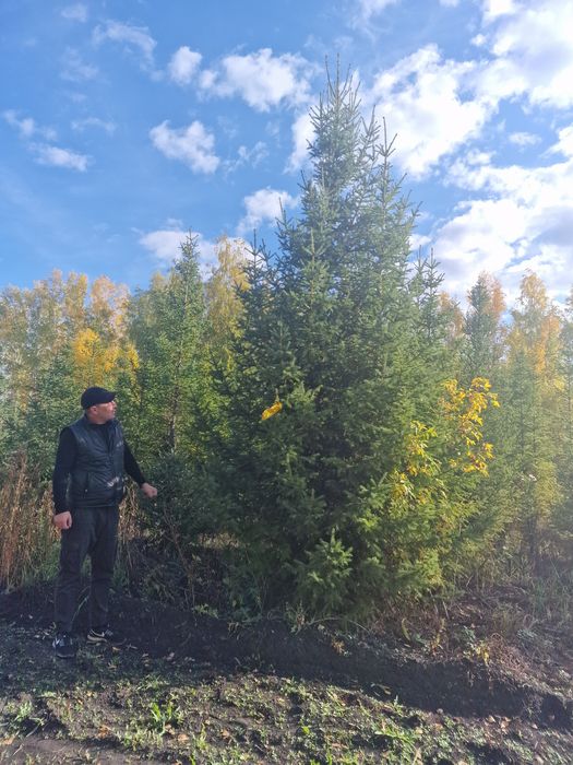 Ель голубая сибирская