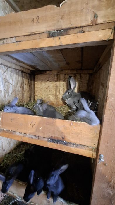 Iepuri urias german negru gri fier si cincila