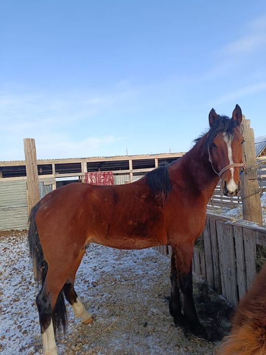 Айғыр сатамын Жібек Жолы