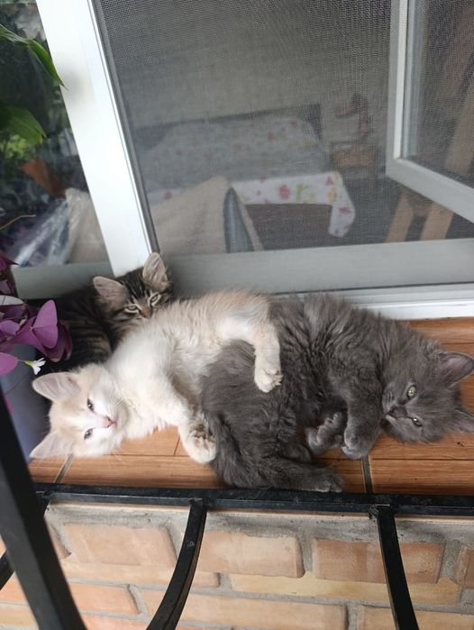 Отдадим даром котят