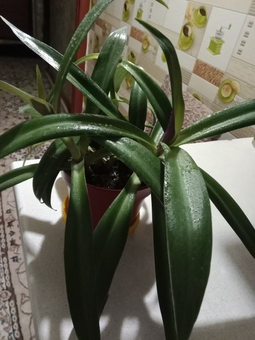 Рео цветок продам