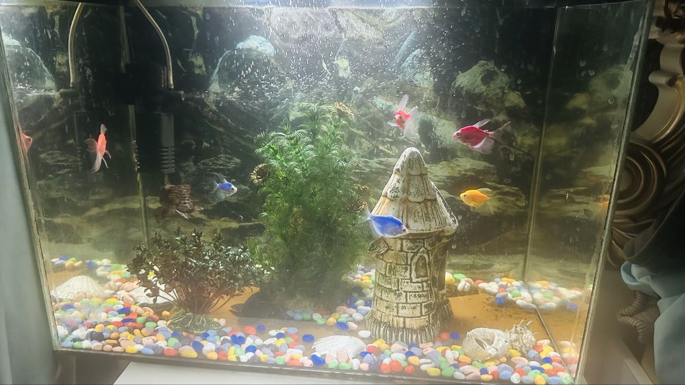 Аквариум с рыбками
