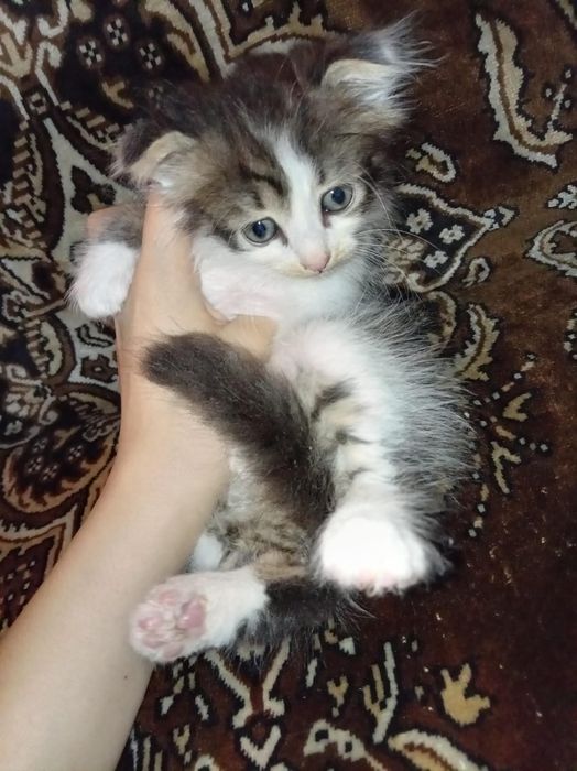 Котята даром , 2 месяца