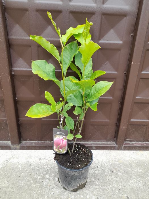 Магнолия Леней  (НОВО!) 100/120см