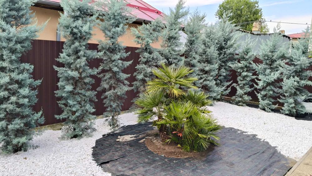 Leylandii la ghiveci ideal pentru gard viu rapid si dens diferite culori