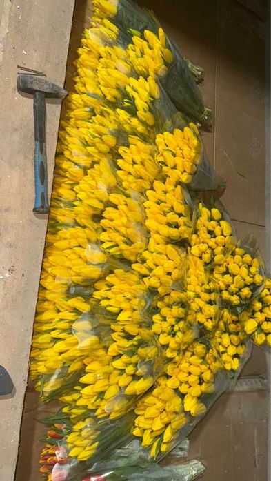 Тюльпаны на 8 марта