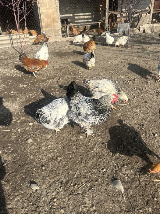 Әтеш,петух молодые