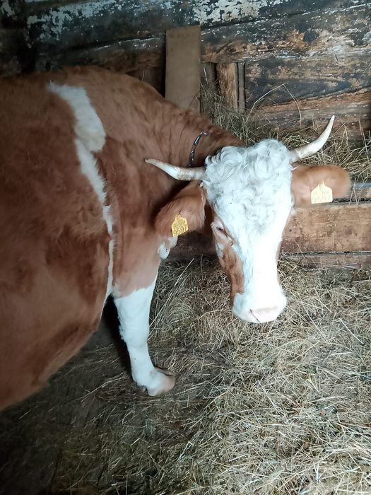 Se vând 2 vaci   tinere si cuminti